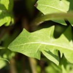 calories in dandelion leaves